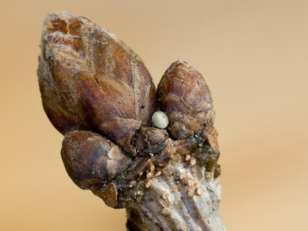 Purple hairstreak egg