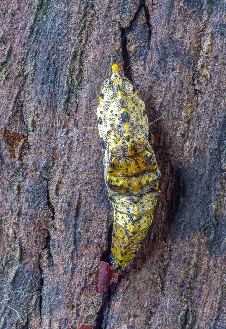 Large white pupa