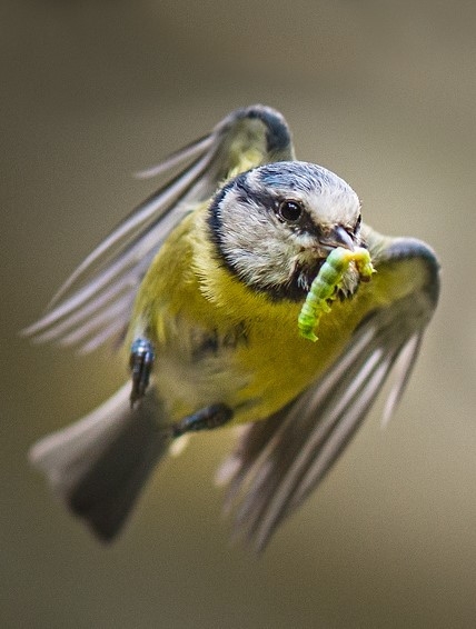 Blue tit with caterpillar