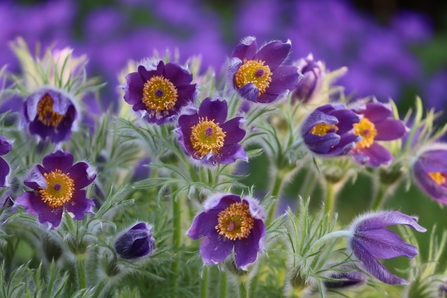 Pasqueflower