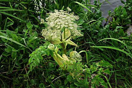 Giant hogweed