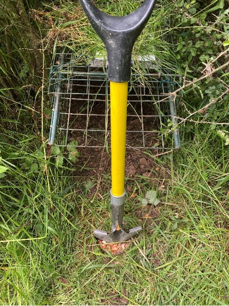 Badger trap set up