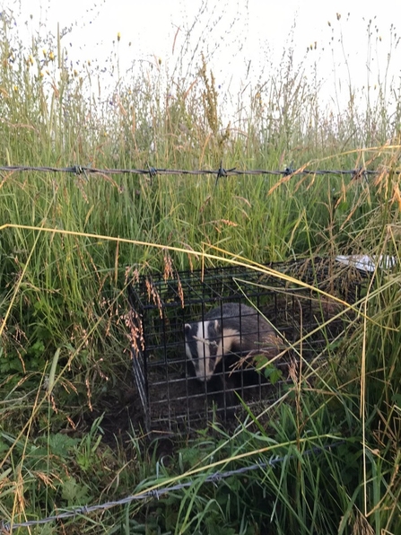 Badger in cage