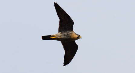 PEREGRINE FALCON