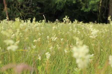 Meadowsweet Sweeney Fen