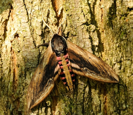 Privet Hawk-moth