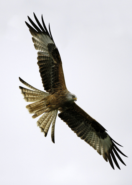 Birds of prey  Shropshire Wildlife Trust