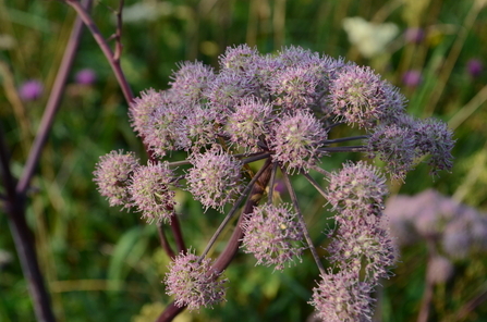 Wild angelica