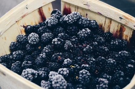 Blackberries in a container