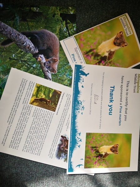 Pine marten sponsorship pack