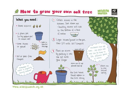 Grow your own oak tree