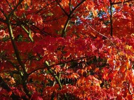 Japanese Maple