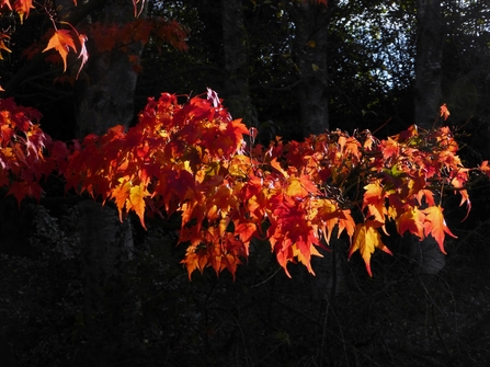 Japanese Maple