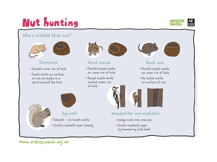 Nibbled Nut ID Sheet