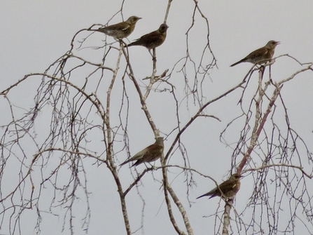 Fieldfare in tree