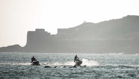 Jet skis disturbing dolphins