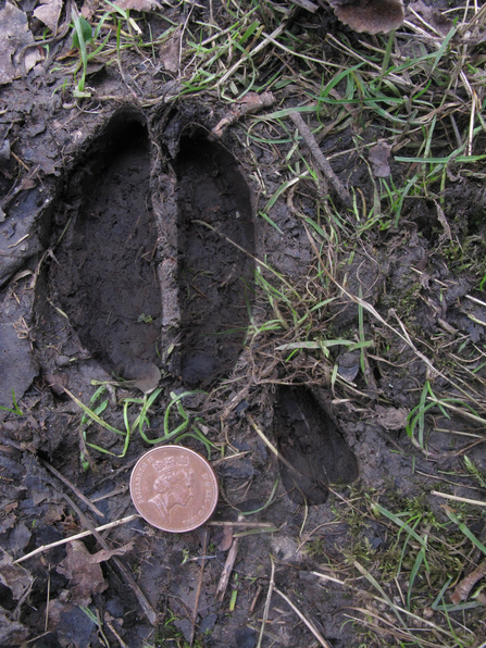 Red deer and muntjac slots 