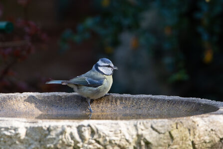 Blue Tit testing the water