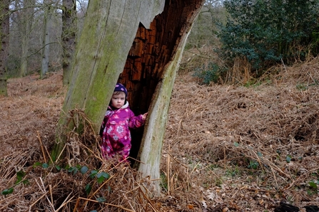 Polly inside a tree