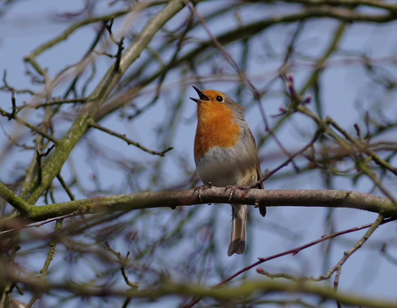 Robin singing