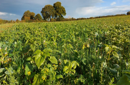 Diverse crop mixture