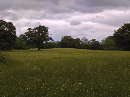 Melverley Meadows buttercups