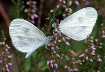 Wood whites