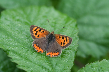 Small Copper