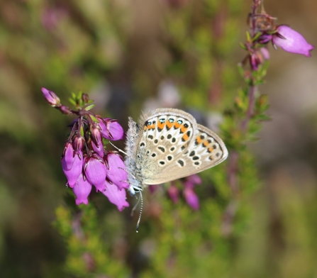 Silver-studded blue