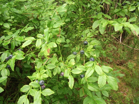 Bilberry plant