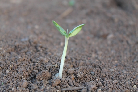 Seedling