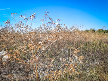 Dry fields