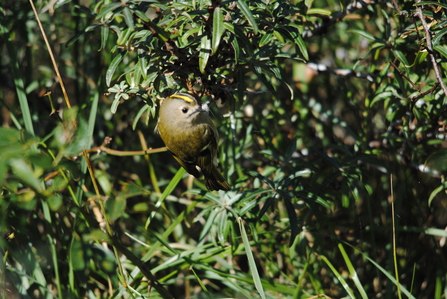 Goldcrest