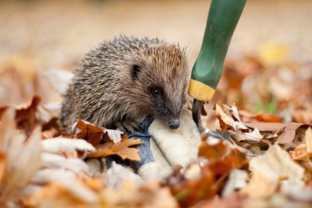 Hedgehog in garden