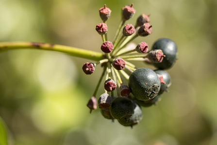 Ivy fruit