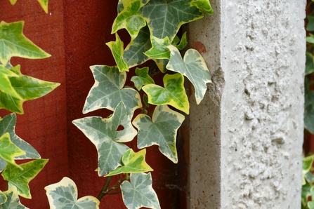 Ivy leaves