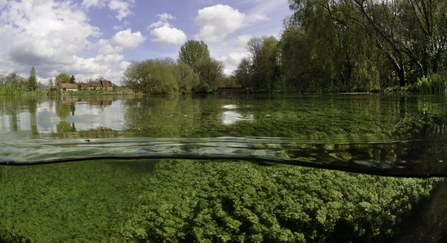 Split level view of the River Itchen, with aquatic plants: Blunt-fruited Water-starwort (Callitriche obtusangula) Itchen Stoke Mill is visible on the left