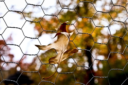 Chicken wire