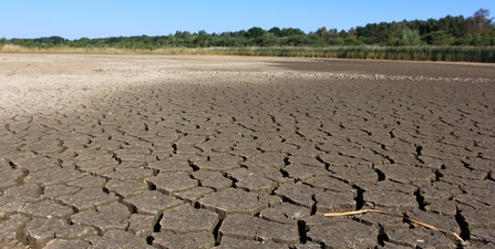 Potteric Carr nature reserve dried up lake bed Yorkshire Aug22