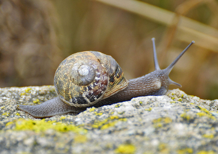 Garden snail