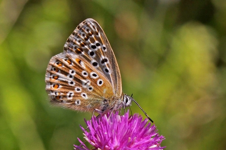 Chalkhill Blue butterfly