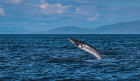 Minke whale breaching