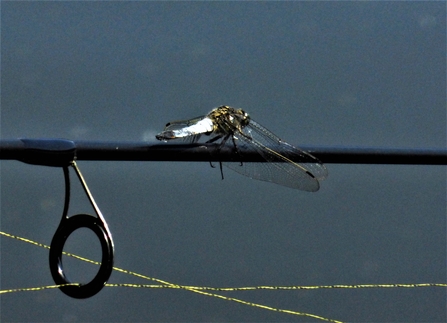 Dragonfly on fishing rod