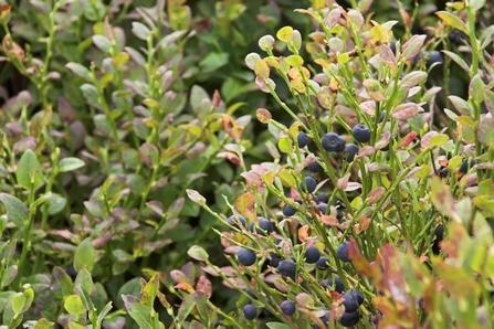 Bilberry plant