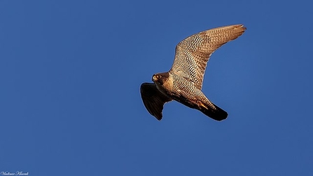 A large bird of prey with black and white patterned wings flying in the sky