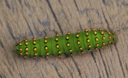 A green caterpillar with black and yellow spots
