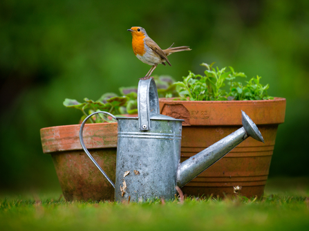 Robin perched on water can