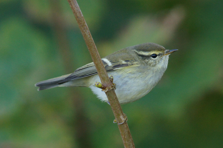 A yellow-browed warbler perched on a twig, showing the bright yellow stripe above the eye and two bright wing bars