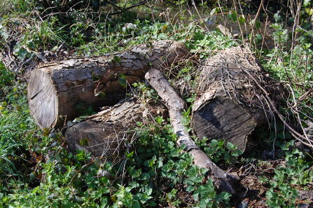 A small pile of logs of varied sizes, with ivy creeping along around it