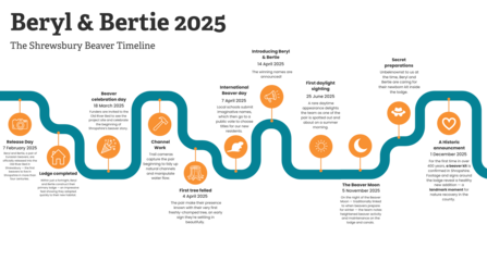 Timeline of Old River Bed beavers first year in their new home
